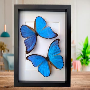 Framed giant blue morpho butterfly taxidermy display, a4
