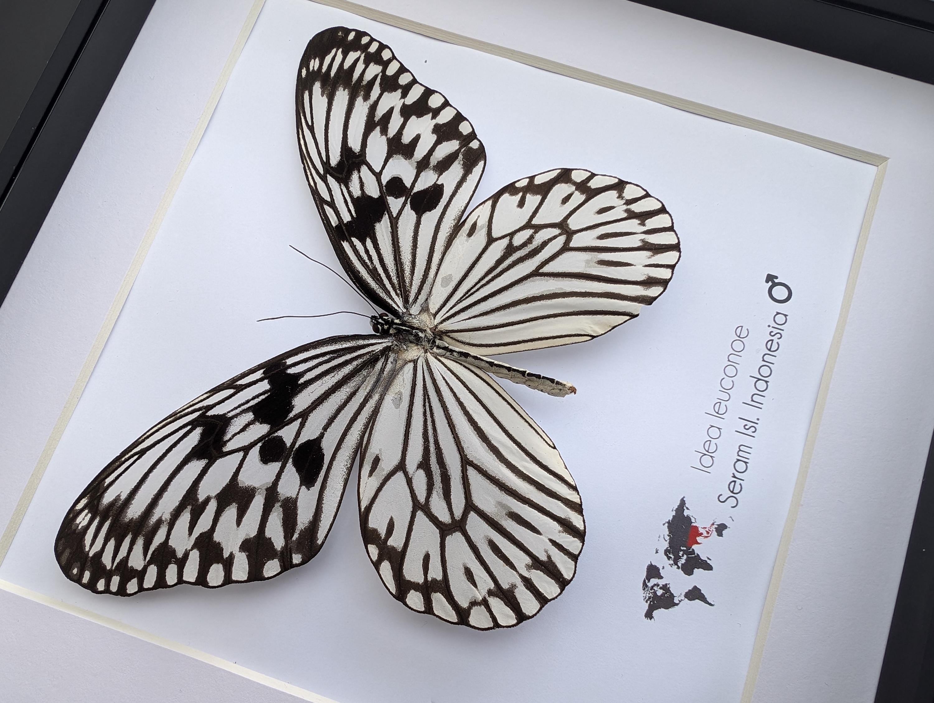 Idea Leuconoe, the Paper Kite, Rice Paper Butterfly, Large