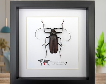 Ejemplar enmarcado de escarabajo macrotoma serripes: arte mural entomológico (6"x6")