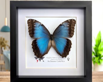 本物のメタリックブルーのモルフォ蝶の額入り剥製 - Morpho helenor