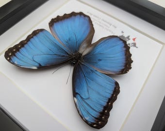 額装された青いモルフォ蝶の剥製：倫理的に調達された自然アート、8x8