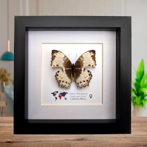 Framed harma theobene butterfly taxidermy, entomology display