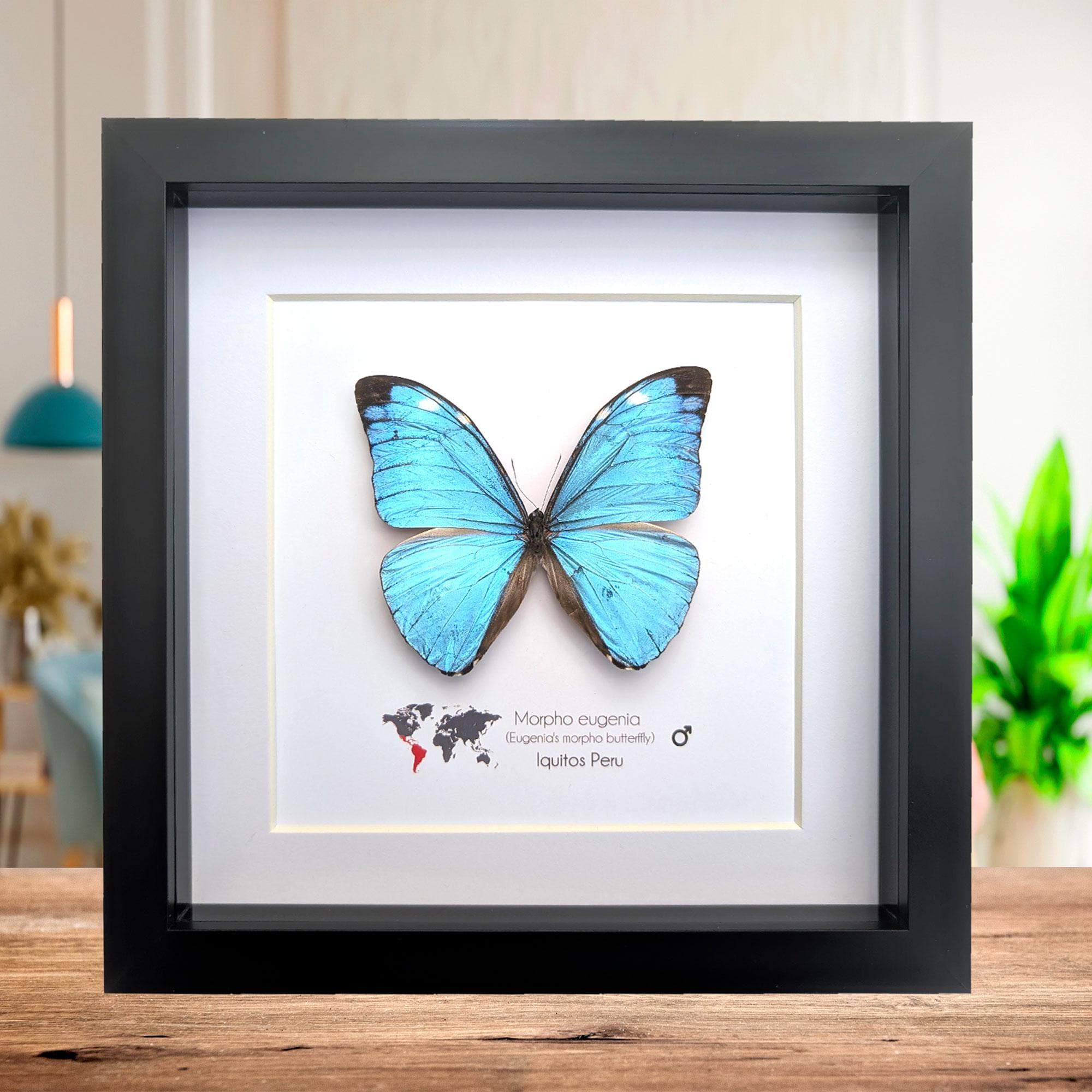 モルフォ エウゲニア オス、エウゲニア モルフォ、剥製の蝶、ペルー産