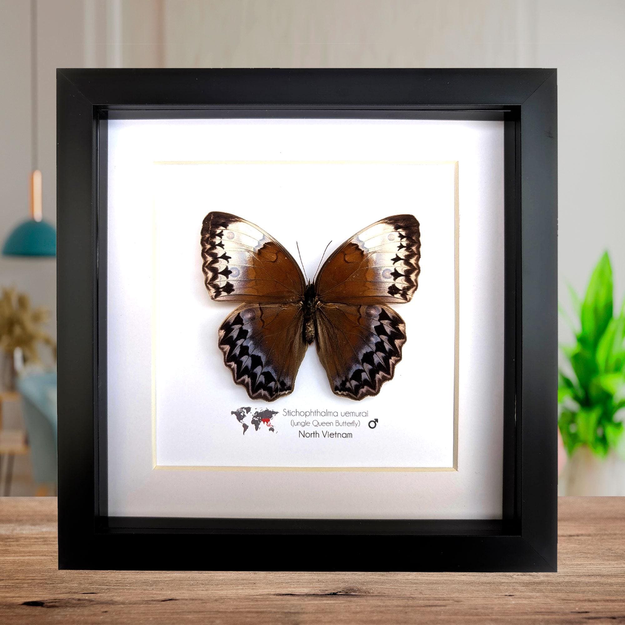 Framed Stichophthalma Uemurai Butterfly, Ethically Sourced