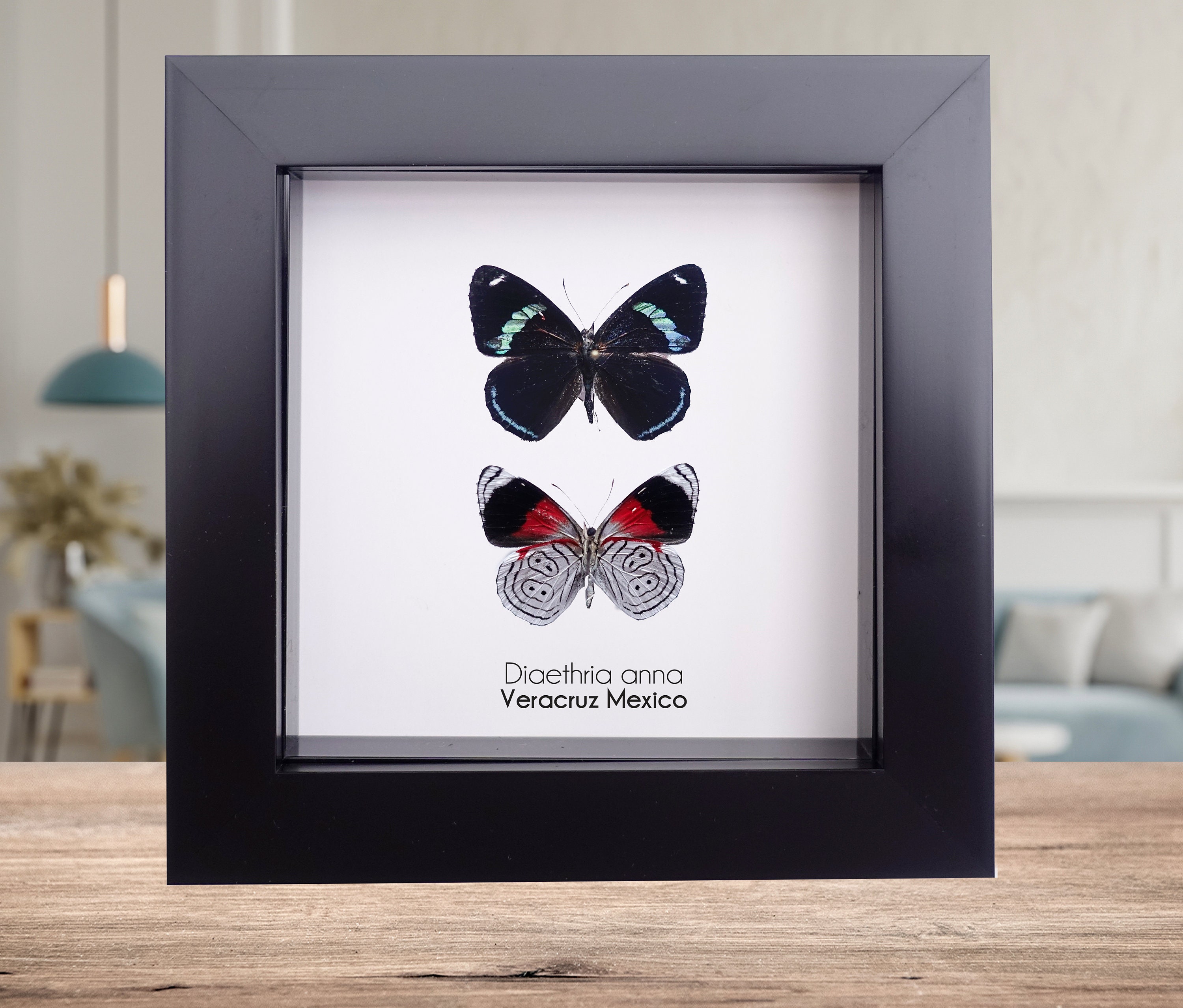 Diaethria Anna Anna s Eighty eight Set of 2 Butterflies From Mexico Front and Back Side Frame 4 X 4 Etsy