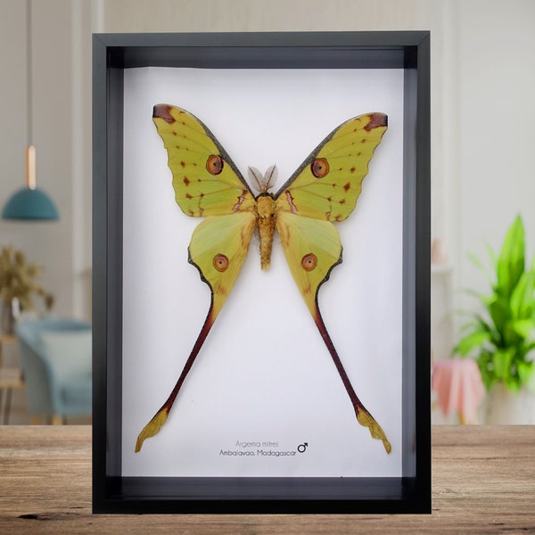 Argema mitrei male, the Comet moth, giant bright yellow moth with long tails from Madagascar, shadow box size  A4