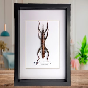 Op de afbeelding: Een ingelijst insectenexemplaar van Eurycantha calcarata, een grote wandelende tak, gepresenteerd op een witte achtergrond. Het insect is bruin met stekelige poten en antennes. De lijst is zwart en het exemplaar is gelabeld met zijn wetenschappelijke naam en herkomst, Java Indonesië.