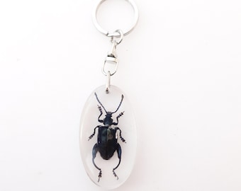 Real frog beetle keychain: sagra longicollis resin keyring