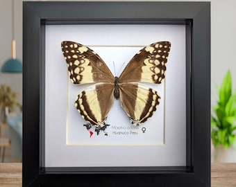 額入り巨大バイオレットモルフォ蝶の剥製 - Morpho helenor violaceus