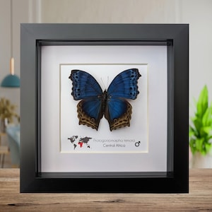 Framed blue mother-of-pearl butterfly - central africa (6" x 6")