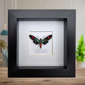 Framed Ghostly Silk Moth: Ceranchia Apollina From Madagascar (8x8