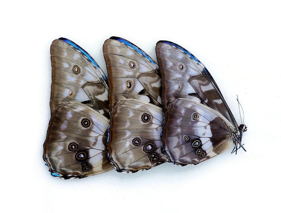 キプリスモルフォ蝶　コロンビア　壁掛け キプリスモルフォ蝶 コロンビア 壁掛け Amazon.co.jp: 蝶の標本