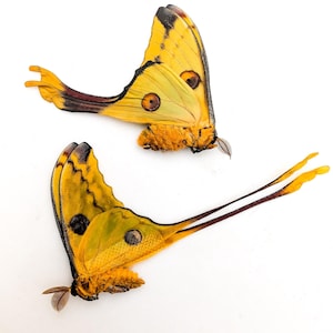 Argema mitrei pair | comet moth | male & female | madagascar | papered item, entomology taxidermy