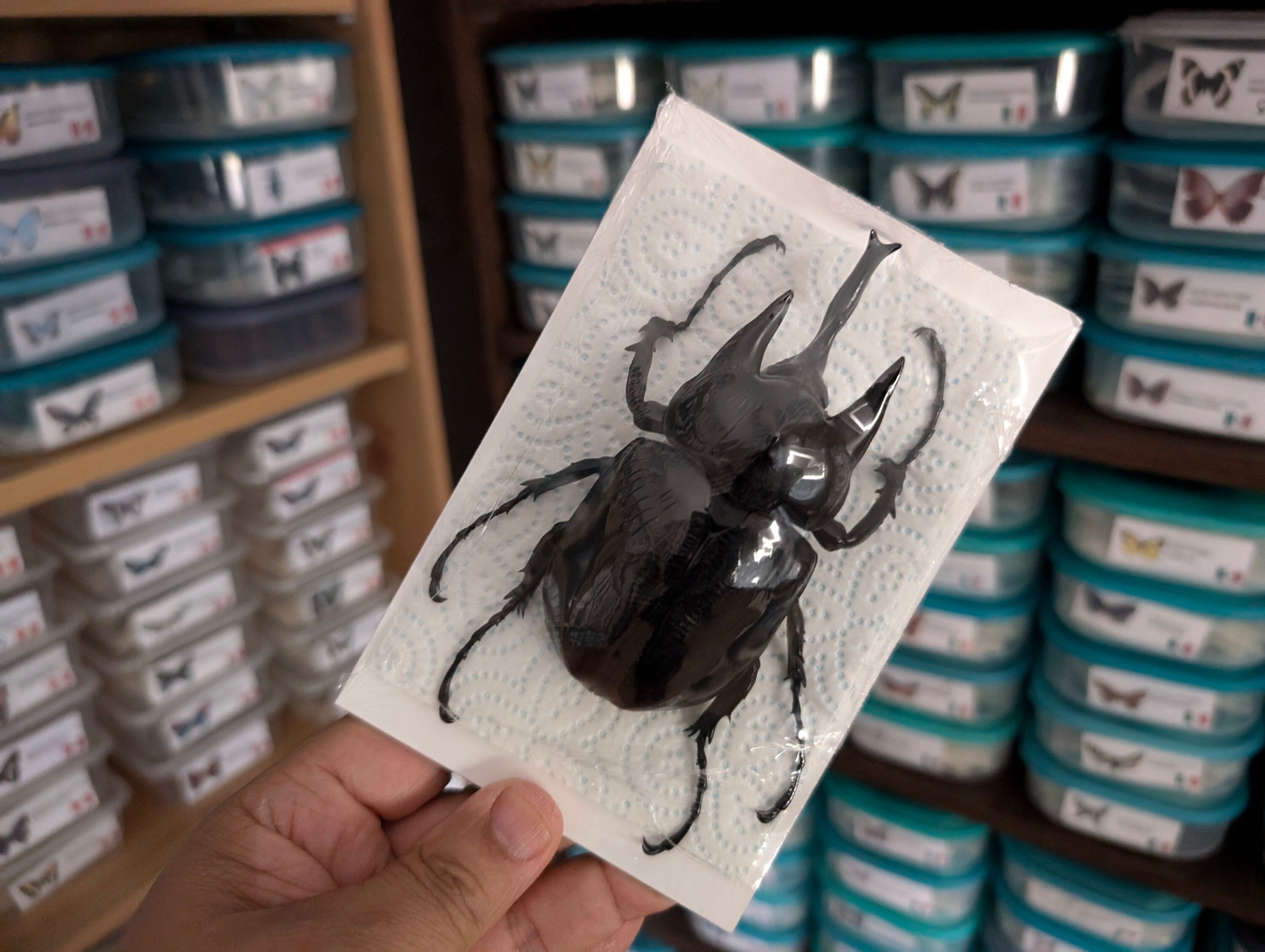標本ペルー産カブトムシ23ミリ野外品 ペルー産 Leptochirus sp. 1ex 17mm | 昆虫標本 Diggers & Rollers