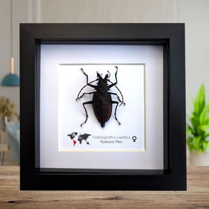 Framed psalidognathus superbus beetle: ethically sourced entomology wall art