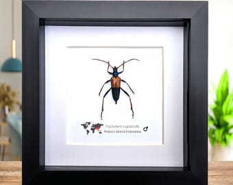 Escarabajo de cuernos largos Pachyteria Rugosicollis enmarcado, decoración de pared de entomología (6x6)