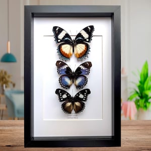 バタフライアート　アフリカ　額 バタフライアート アフリカ 額 African Butterfly Wing Art - Etsy