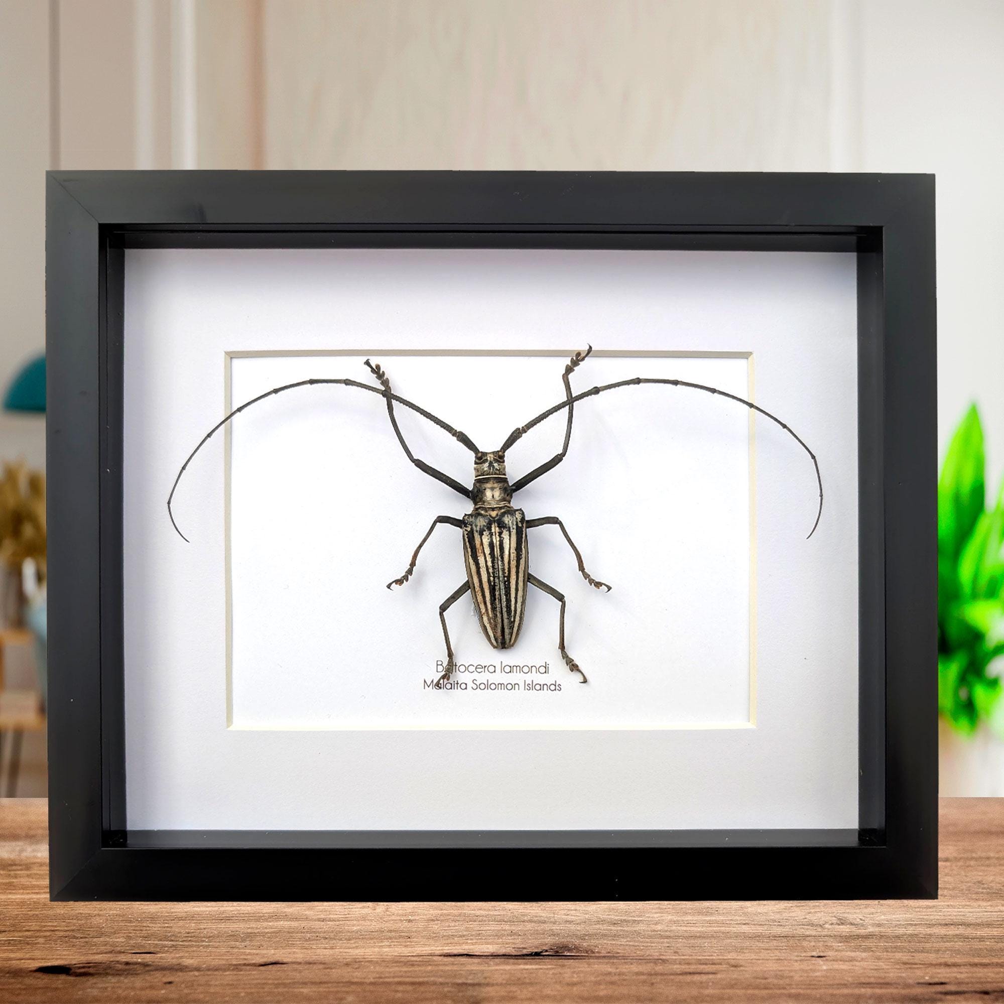 Is Solomon 標本 Batocera eBay | sale for Batocera 74mm lamondi 標本