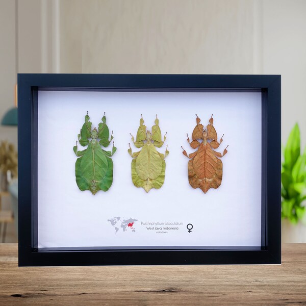 Set of 3 Pulchriphyllium or Phyllium bioculatum, Seychelles leaf insect, Javanese leaf insect, Gray's leaf from Indonesia, Frame size  A4