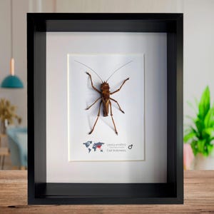 Lesina ensifera, saltamontes, grillo de matorral, cabeza de dragón, Java Occidental, Indonesia, marco de 8" x 10"