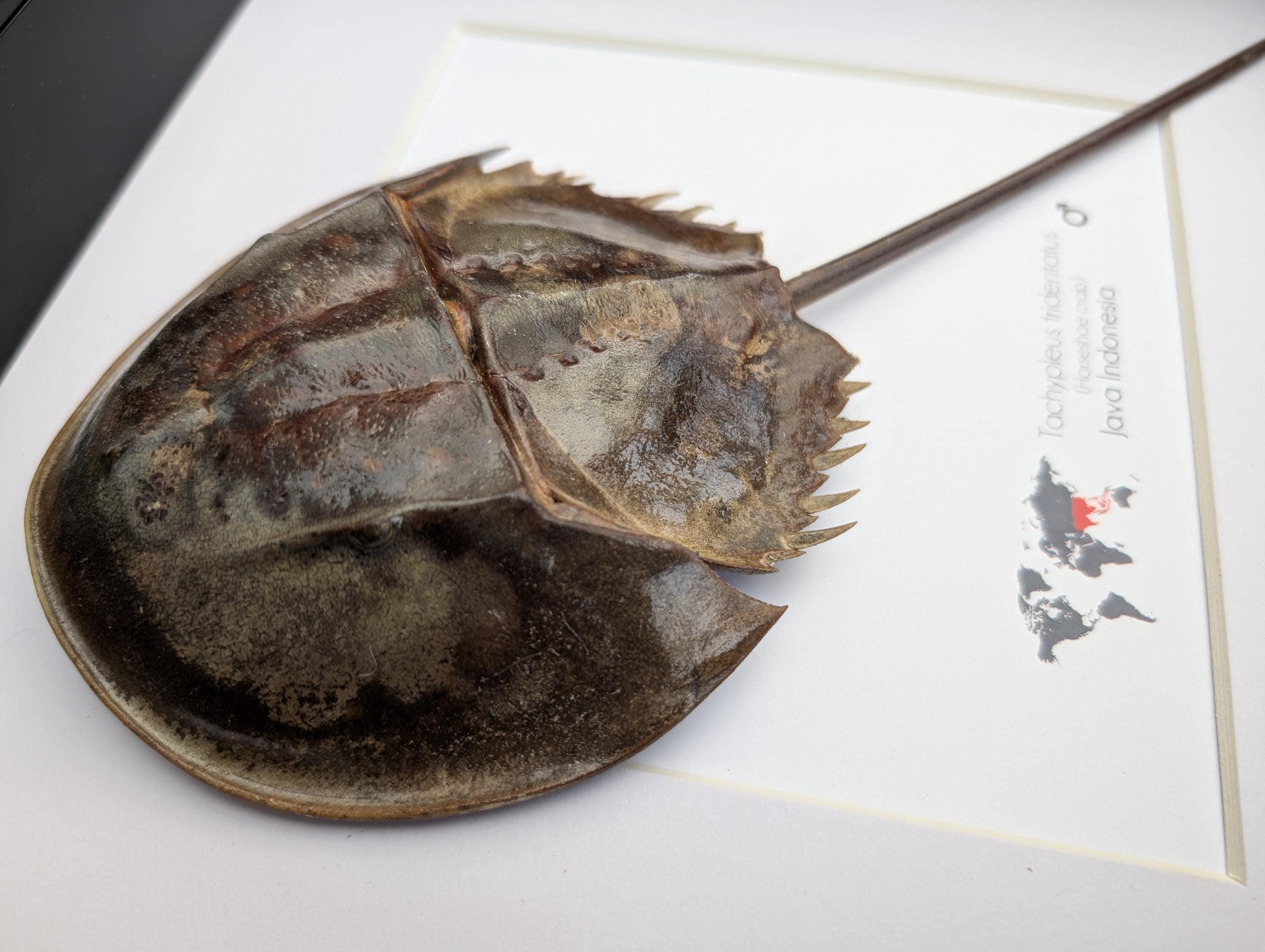 Tachypleus Tridentatus, the Three-hinged Horseshoe Crab From