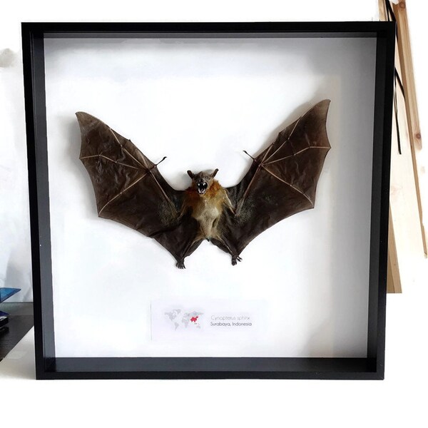 Cynopterus sphinx from Indonesia, greater short-nosed fruit bat, short-nosed Indian fruit bat, taxidermy bat, science collection, nature art