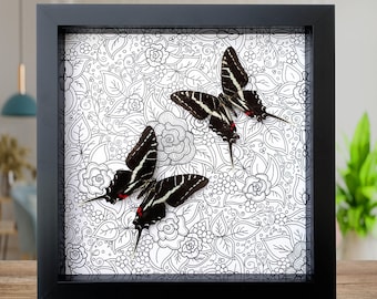 Real Dark Zebra Swallowtail Butterfly Framed Taxidermy - Eurytides