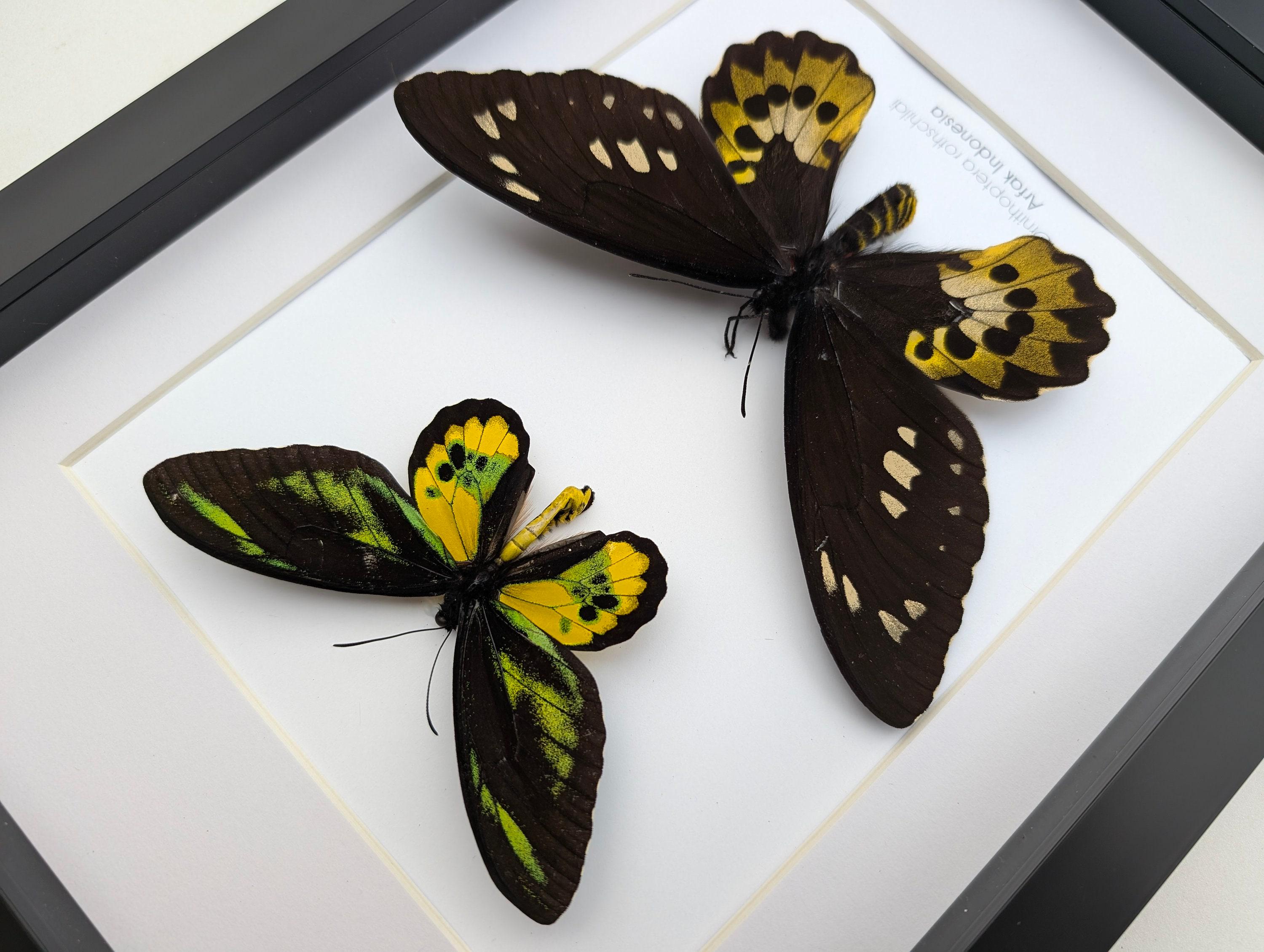 Framed Rothschild Birdwing Butterfly Pair, Taxidermy Entomology