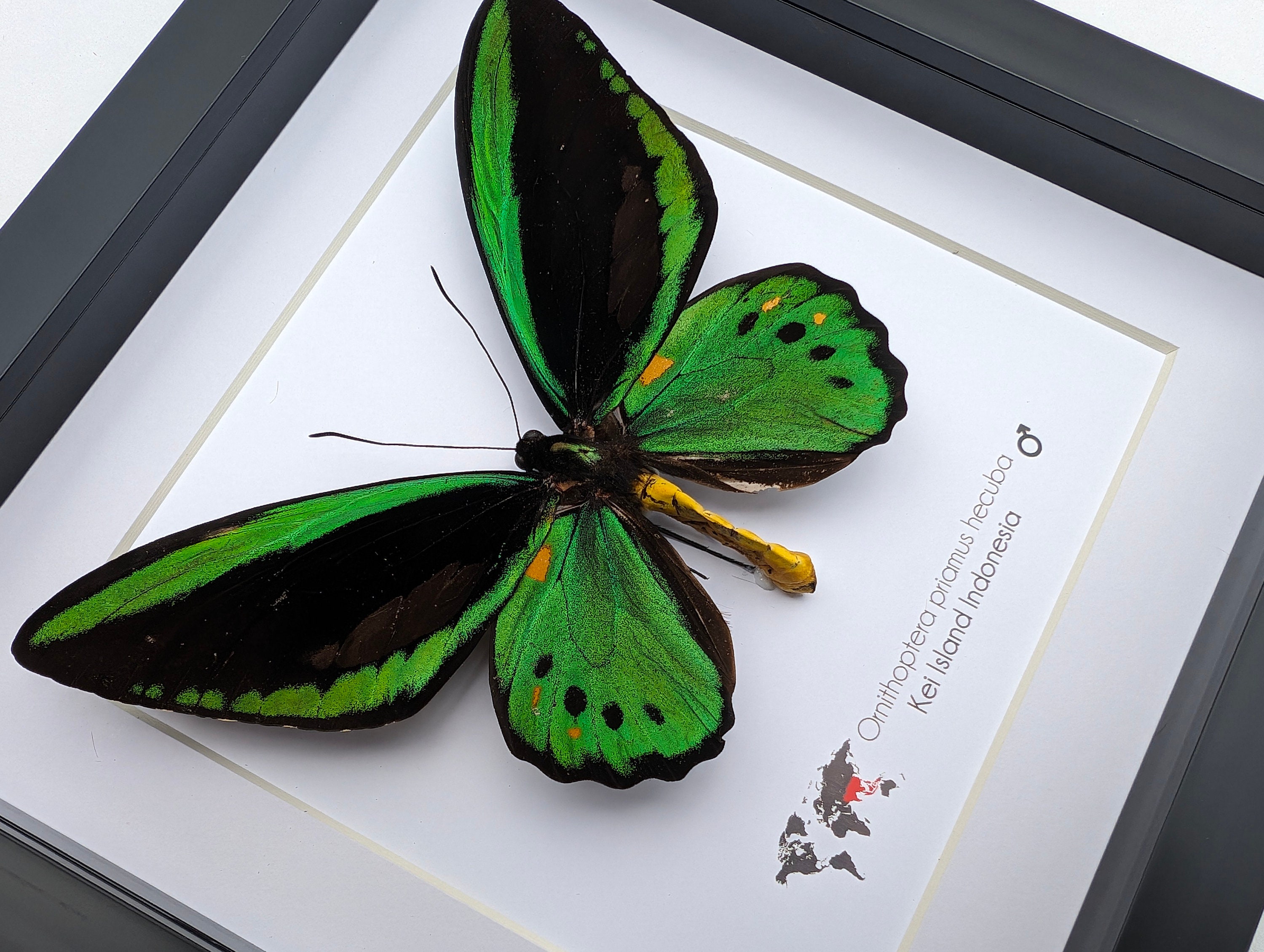 Ornithoptera Priamus Hecuba, Common Green Birdwing, Cape