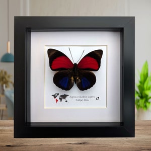 Agrias claudina, the Claudina Agrias, red butterfly from Peru, frame 6&quot; x 6&quot;