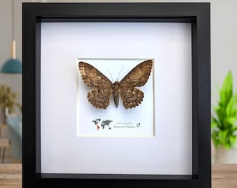 Letis Aulada Taxidermy Moth, Ethically Sourced Entomology Wall Decor