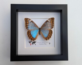 Framed Aurora Morpho Butterfly: Rare Female From Peru (6