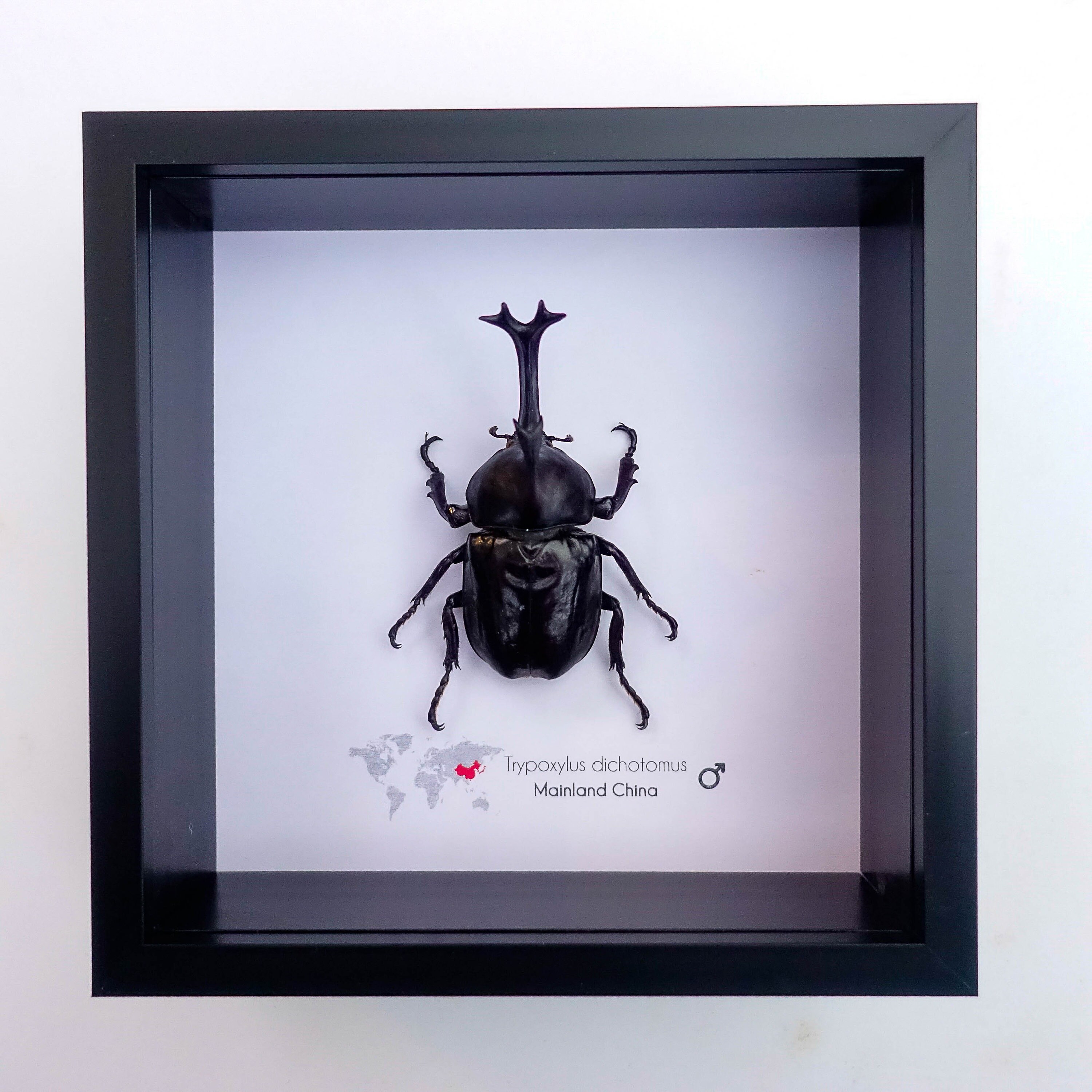 Framed Japanese Rhinoceros Beetle Taxidermy: Entomology Gift