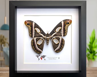Framed african atlas moth taxidermy: epiphora bauhinia wall decor