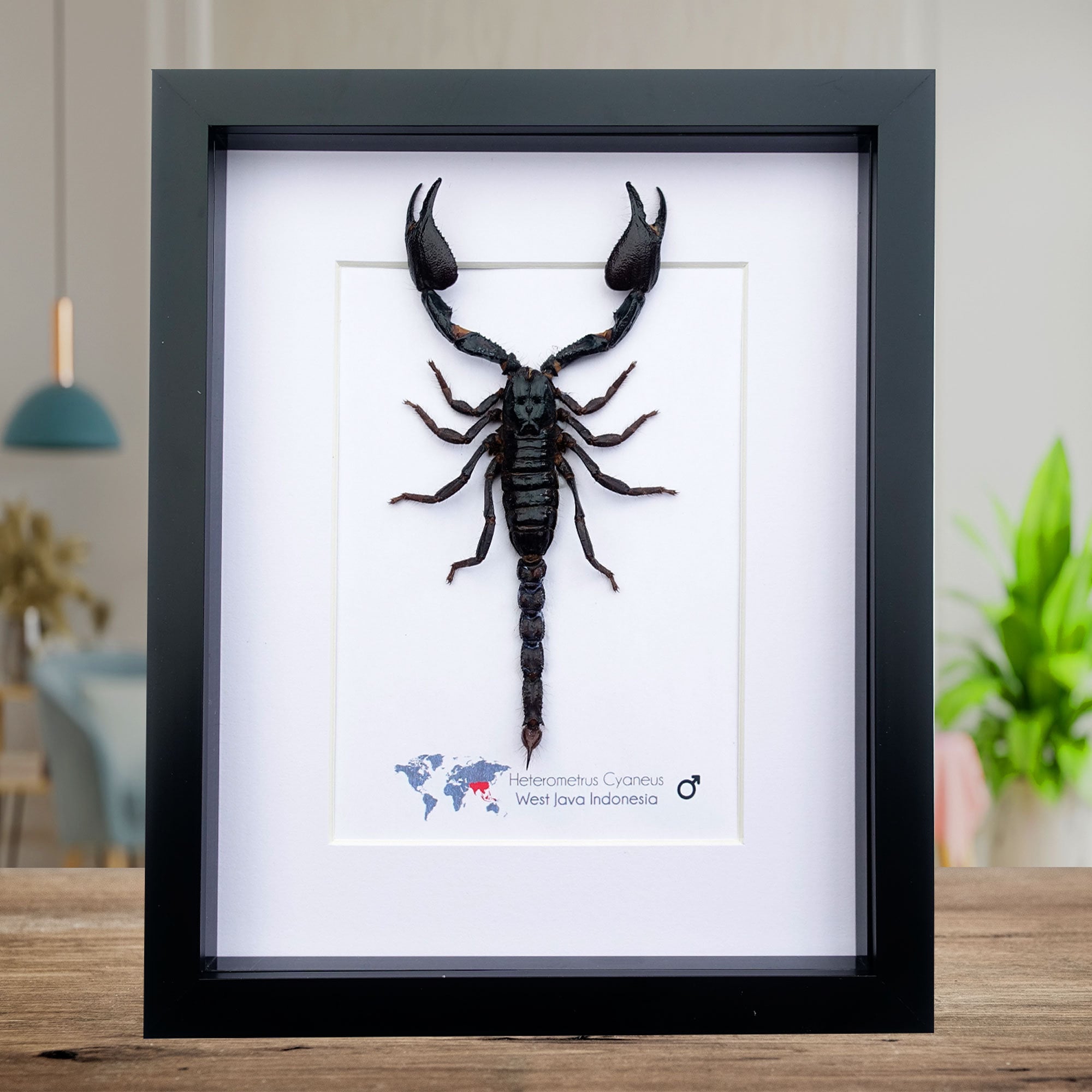 Taxidermy scorpion - Etsy 日本