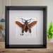 see more listings in the Framed bugs section