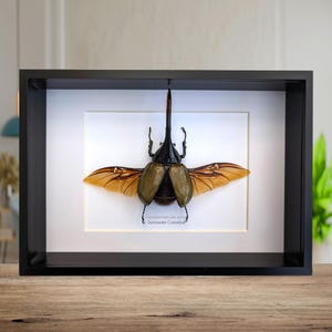 Dynastes hercules - Etsy 日本