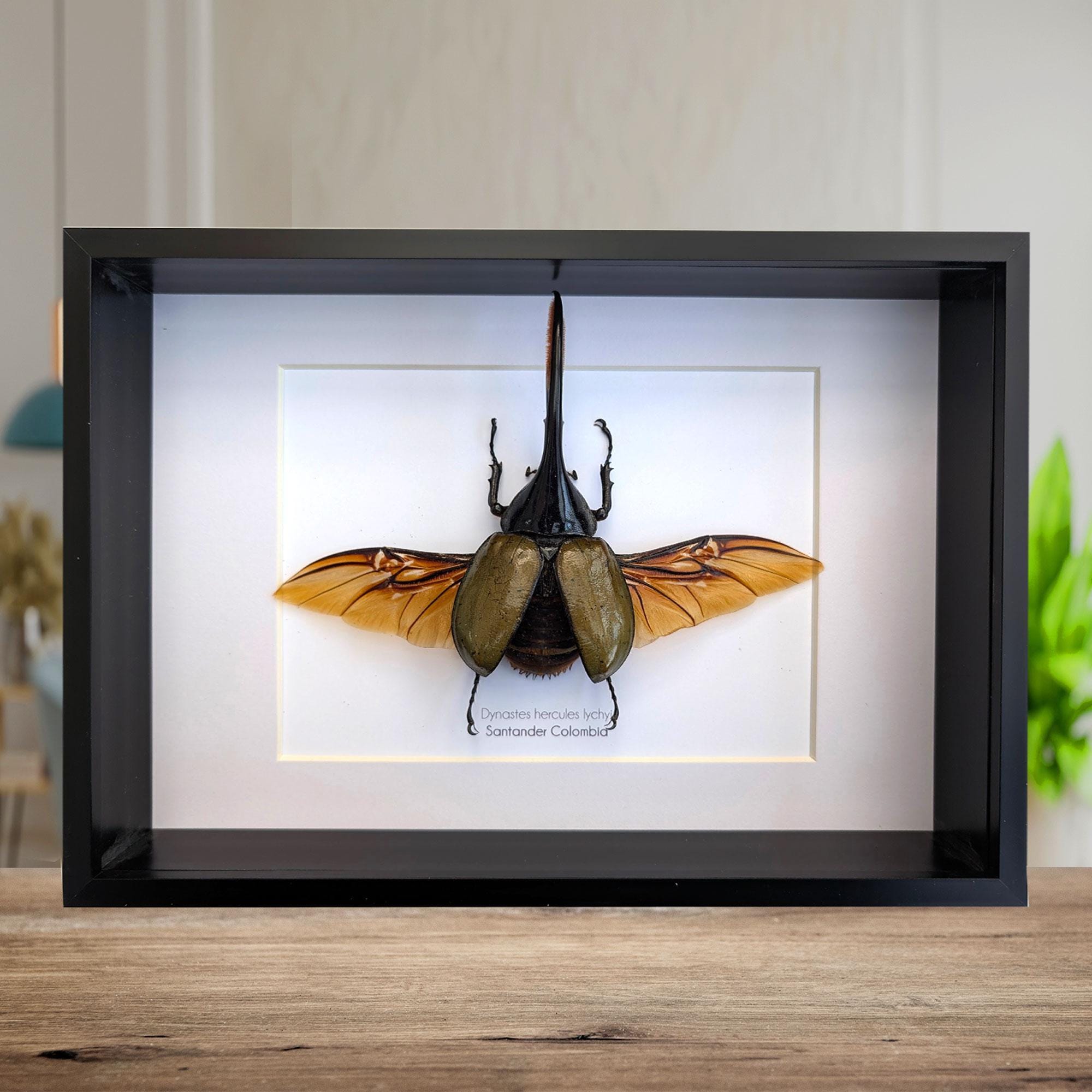 Dynastes hercules - Etsy 日本