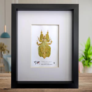 Pulchriphyllium or Phyllium bioculatum, Seychelles leaf insect, Javanese leaf insect, Gray's leaf from Indonesia, YELLOW, framed  8" X 10"