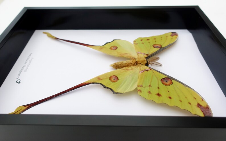 Argema mitrei male, the Comet moth, giant bright yellow moth with long tails from Madagascar, shadow box size A4 image 3