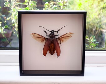 The titan beetle, Titanus giganteus, Neotropical longhorn beetle, giant beetle from Peru,  Frame size  12" x 12"