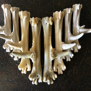 May include: A collection of white deer antlers arranged in a heart shape. The antlers are polished and smooth, with a natural, bone-like color.