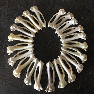 May include: A necklace made of white bone-like material, arranged in a circle. The necklace is made of many small pieces, each with a slightly different shape.