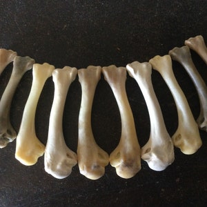 Paired Adult Chicken Humerus bones