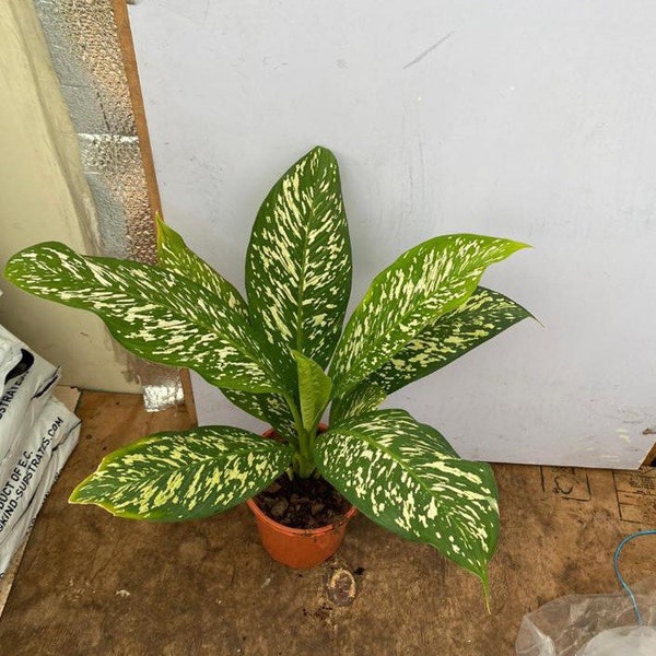 Dieffenbachia Witte Etna