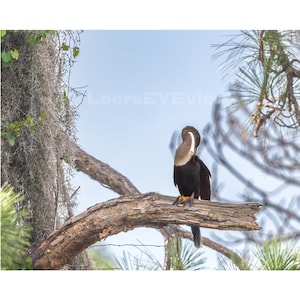 Peut inclure: Un anhinga au plumage sombre et à la tache claire sur le cou, perché sur une branche d'arbre épaisse et texturée. L'oiseau nettoie ses plumes, entouré d'aiguilles de pin et de mousse espagnole sous un ciel bleu clair et dégagé.