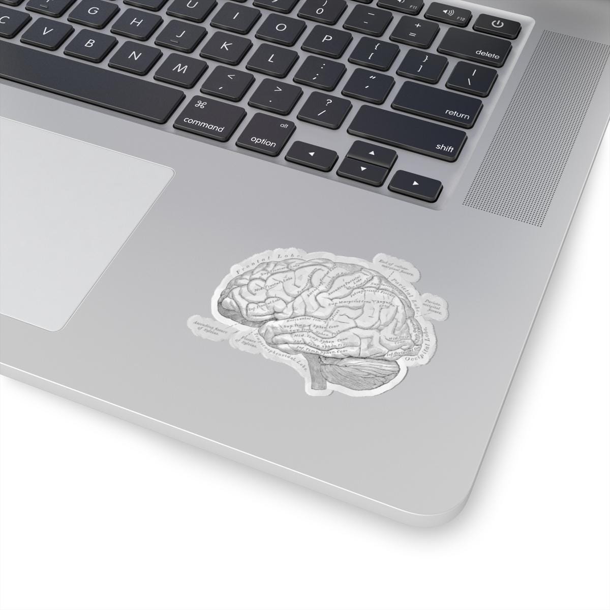 Brain Anatomy Neuroscience Sticker, Medical Anatomical Student Study ...