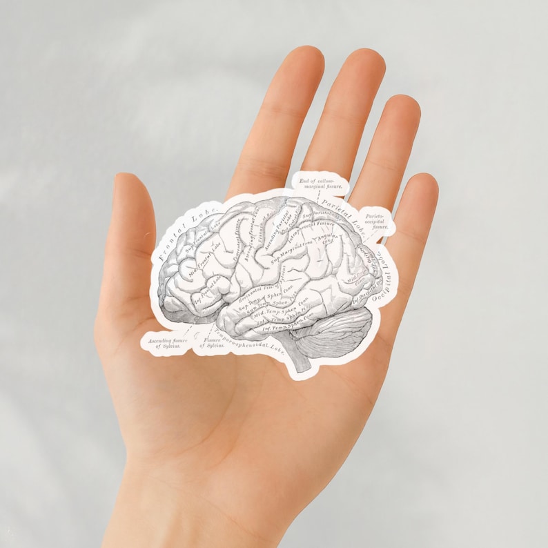 Brain Anatomy Neuroscience Sticker, Medical Anatomical Student Study ...