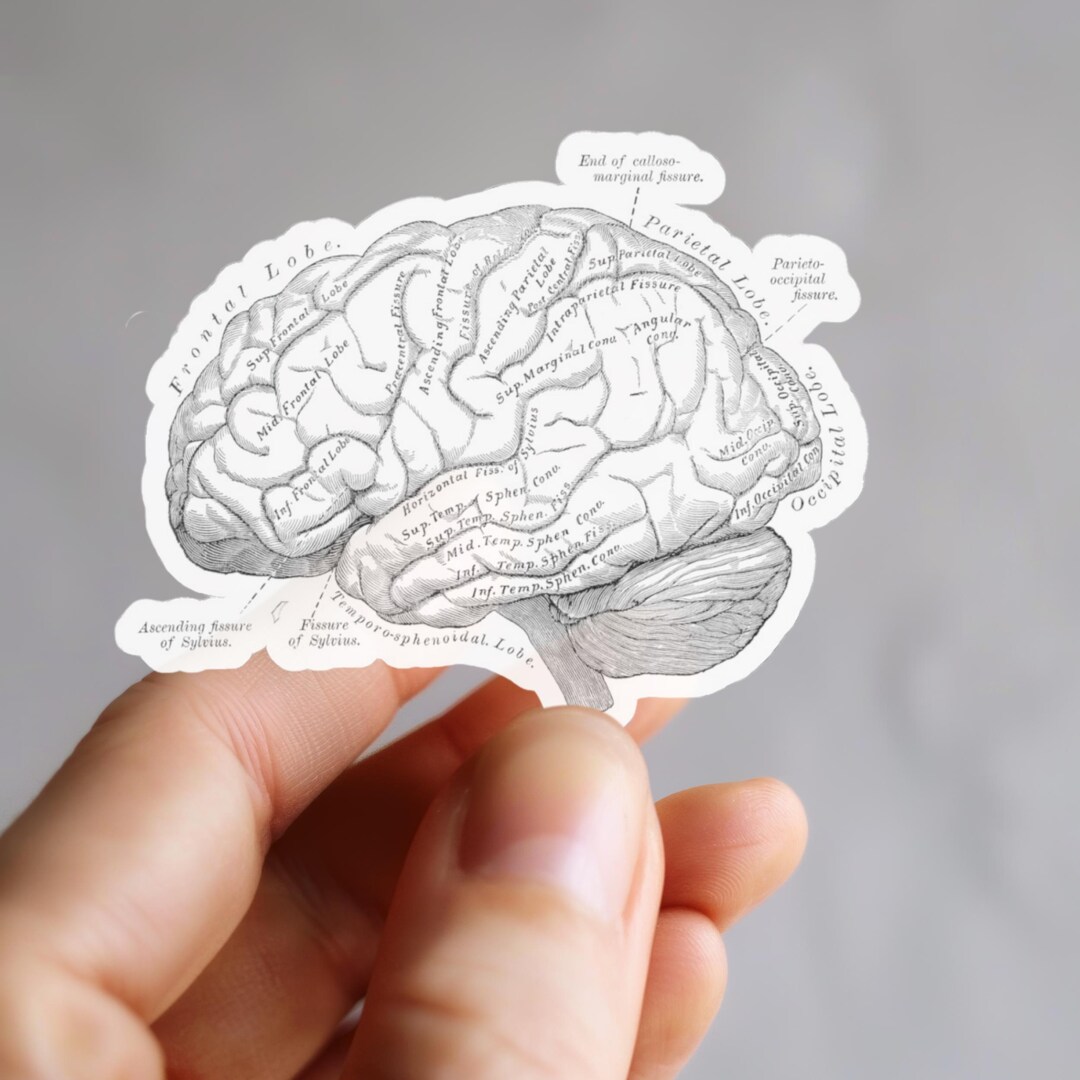 Brain Anatomy Neuroscience Sticker, Medical Anatomical Student Study ...