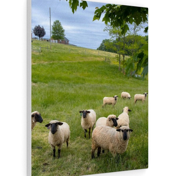 Sheep Herd in Pasture Canvas Gallery Wrap